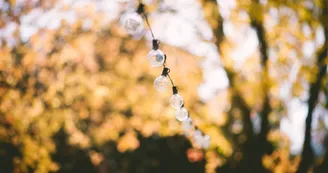pexels-depth-of-field