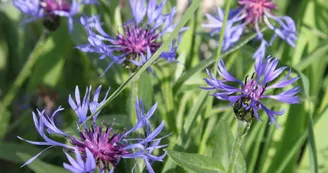 Profitez du jardin et de ses nombreuses fleurs..._40 Profitez du jardin et de ses nombreuses fleurs..._40