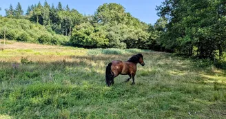 Gite de la Petite Lisonne - commune de Marval en Haute-vienne - Limousin - Tanga le cheval_5 Gite de la Petite Lisonne - commune de Marval en Haute-vienne - Limousin - Tanga le cheval_5