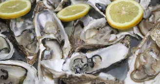 gigiisprod-oyster gigiisprod-oyster