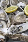 gigiisprod-oyster